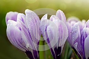 Purple crocus flowers in the spring garden.