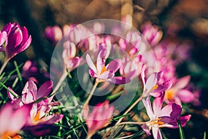 Purple crocus flowers in spring. High quality photo.