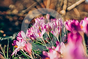 Purple crocus flowers in spring. High quality photo.