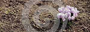 Purple Crocus Flowers in Spring. High quality photo