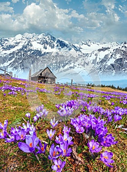 Purple Crocus flowers on spring mountain