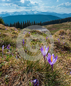 Viola croco fiori sul primavera montagna 