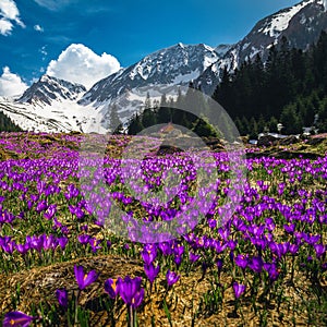 Purple crocus flowers on the steep mountain slope, Carpathians, Romania