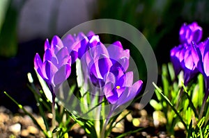 Purple Crocus Flowers on a sunny day during Spring in Transylvania.