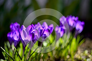 Purple Crocus Flowers on a sunny day during Spring in Transylvania.