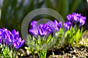 Purple Crocus Flowers on a sunny day during Spring in Transylvania.