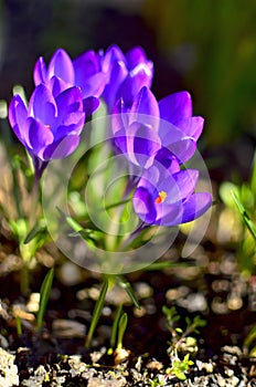 Purple Crocus Flowers on a sunny day during Spring in Transylvania.