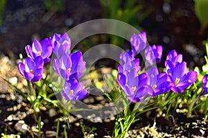 Purple Crocus Flowers on a sunny day during Spring in Transylvania.