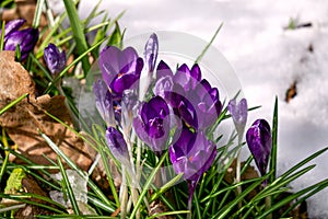 Purple crocus flowers under the snow in early spring