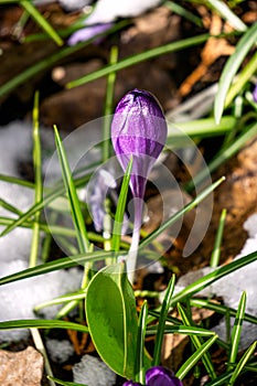 Purple crocus flowers under the snow in early spring