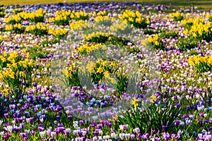 Purple crocus flowers and yellow daffodils on lawn at spring
