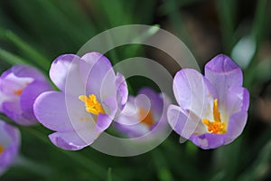 Purple Crocus flowers with yellow stamens close up