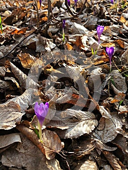 Purple crocus on the forest cover by a