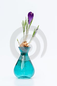 Purple crocus growing in a blue vase