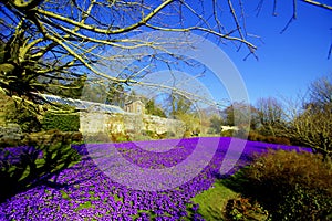 Purple Crocus Lawn Display at Wallington Hall