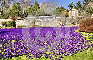 Purple Crocus Lawn at Wallington Hall