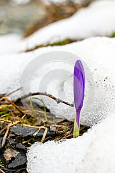 Purple crocus mountain flower seen from under the snow in the Rila Mountains in Bulgaria.