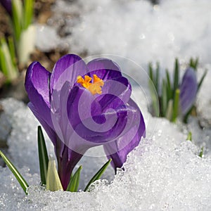 Purple Crocus in the snow close-up