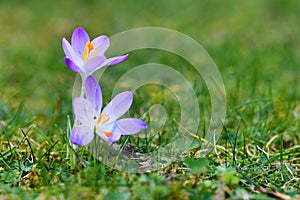 Purple crocus spring flower on blurry grass background blooming during late winter in February photo