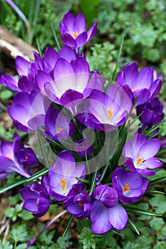 Purple Crocus Vernus Flower at Garden and Park