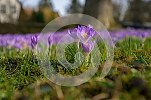 Purple Crocus vernus growing in warm sunrise on early morning