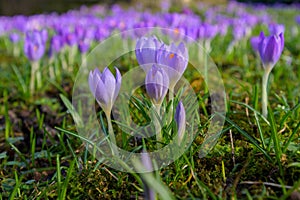 Purple Crocus vernus growing in warm sunrise on early morning