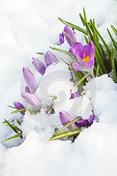 Purple crocus on white snow