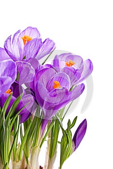 Purple crocus