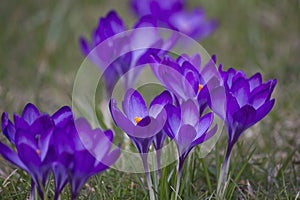 Purple crocuses in bloom close-up