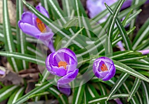 Purple crocuses in bloom with green leaves