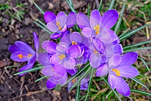 Purple crocuses in bloom with yellow stamen