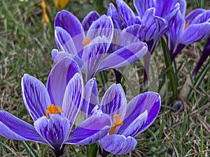 Purple crocuses blooming in a meadow near the forest in early spring