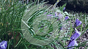 Purple crocuses or croci is a genus of flowering plants in the iris family. A bunch of crocuses in meadow