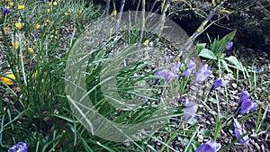 Purple crocuses or croci is a genus of flowering plants in the iris family. A bunch of crocuses in meadow