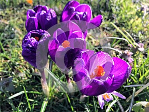 Purple crocuses in early spring