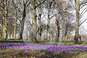 Purple Crocuses in a public park photo