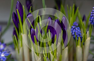 Purple crocuses first spring flowers in Holland
