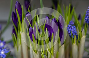 Purple crocuses first spring flowers in Holland