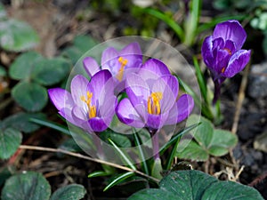 Purple crocuses flowering in nature