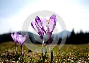 Purple crocuses - flowers photo