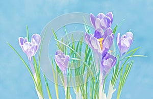 Purple crocuses flowers on blue background