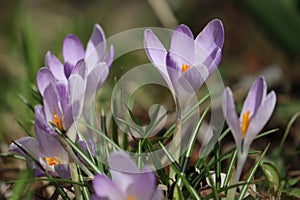 Purple crocuses flowers in garden