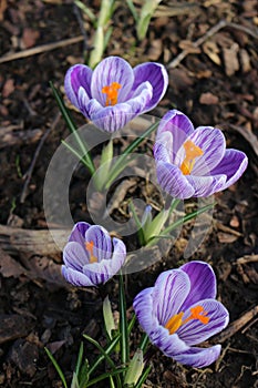 Purple crocuses in the garden. Violet spring flowers.