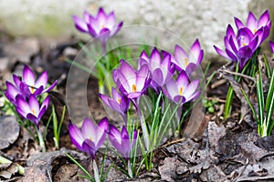 Purple crocuses germinate in the spring in the garden. Symbol