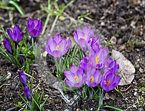 Purple crocuses germinate in the spring in the garden. Symbol