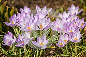 Purple crocuses germinate in the spring in the garden. Symbol