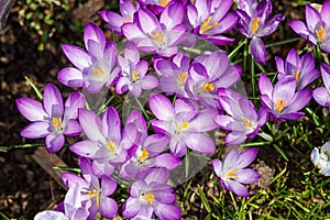 Purple crocuses germinate in the spring in the garden. Symbol