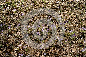 Purple crocuses grow from the spring ground in a sunny meadow