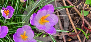 purple crocuses grow on a stony surface