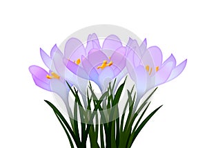 Purple crocuses with leaves on white background